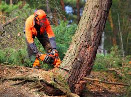 Trusted Narragansett Pier, RI  Tree Services Experts