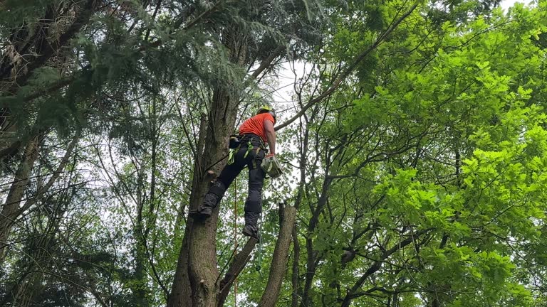 Why Choose Our Tree Removal Services in Narragansett Pier, RI?